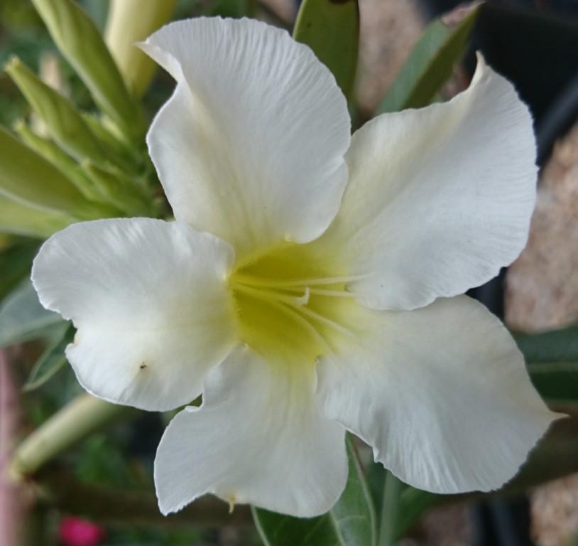 Plant 17 White