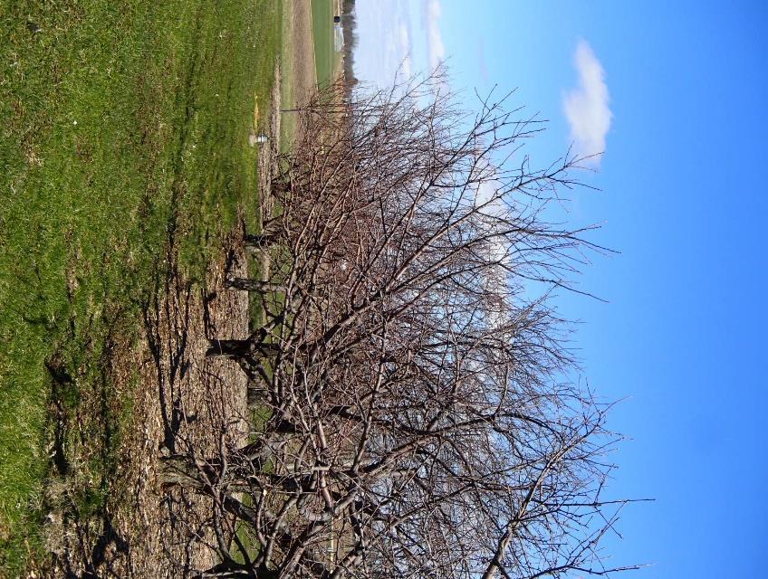 Tree Fruits Promalin, a frost rescue alternative for apples By: Amaya Atucha-Fruit Crop Specialist UW-Madison It s that time of the year once again when we start getting nervous about bud break and
