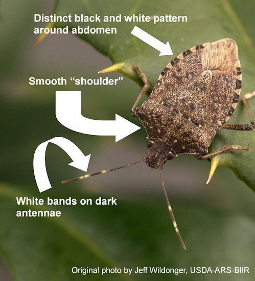 Update on Brown Marmorated Stink Bug Janet Van Zoeren and Christelle Guédot UW Entomology Brown Marmorated Stink Bug (BMSB; Halyomorpha halys) is an invasive insect pest which was first detected in
