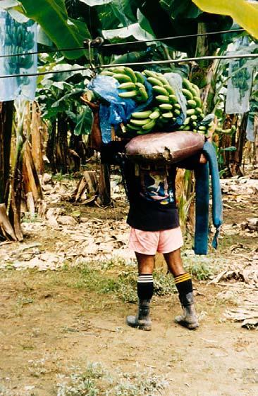 transporting banana
