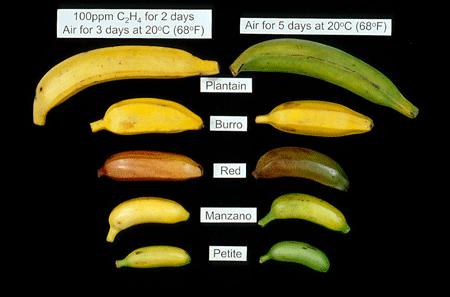 Respiration of Ripening Bananas Ethylene is used to control the ripening of most bananas Ethylene