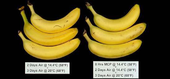 Bananas (1-MCP)