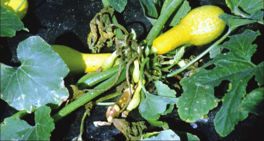 fruit rot. Early foliar symptoms include rapidly expanding, irregular, water-soaked lesions in leaves.
