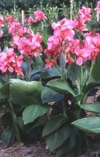 Canna Tropical Rose Blooms in 90 days from