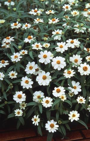 Zinnia Profusion White White single 21/2 inch daisy-like flowers Mounded habit Resistant to powdery mildew Grows 18 inches tall