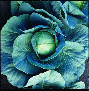 Cabbage Dynamo Blue-green color Perfect size for one meal Grows 8 to