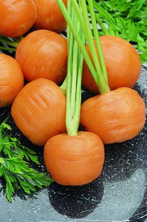 Carrot Thumblelina Great for containers and clay soil Golf