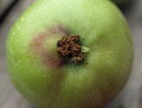 Got orchard with wormy fruit? Verify species (CM or OFM?