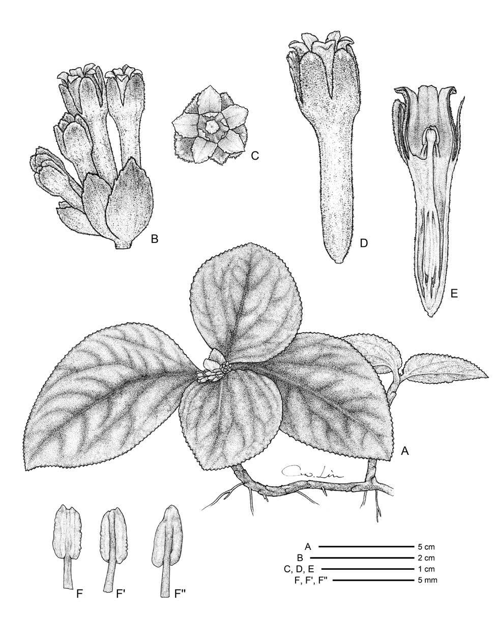 December 2016 Lin, C.W. : Pentaphragma bicolor and P. pendula spp. nov. from Borneo Fig. 1. Pentaphragma bicolor C. W. Lin A. Habit; B.
