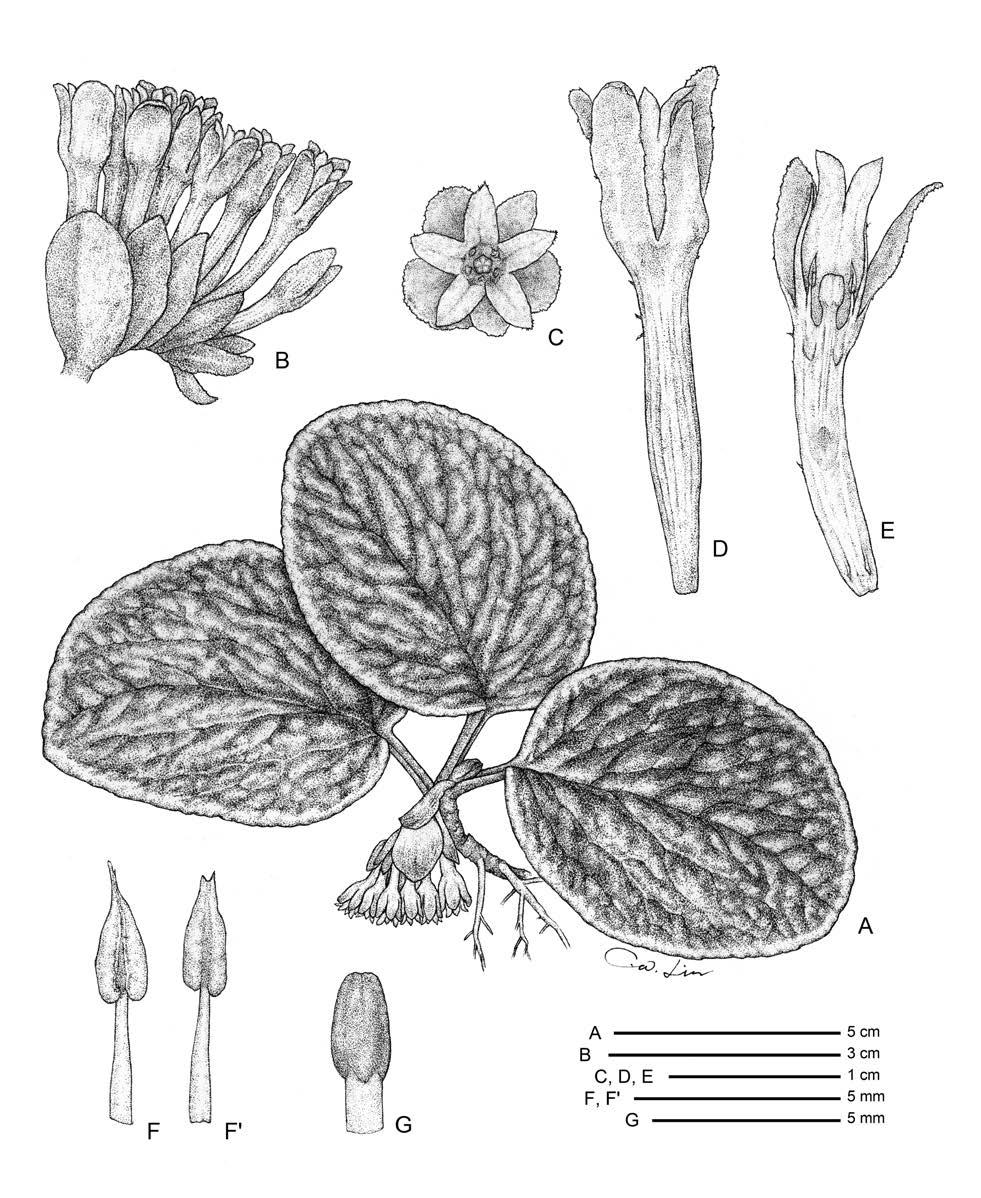December 2016 Lin, C.W. : Pentaphragma bicolor and P. pendula spp. nov. from Borneo Fig. 3. Pentaphragma pendula C. W. Lin A. Habit; B.