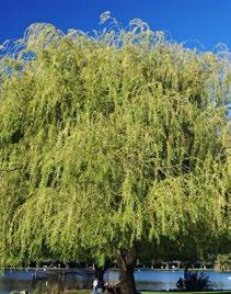 DECIDUOUS TREES Peachleaf WIllow SALIX AMYGDALOIDES PEACHLEAF WILLOW HARDINESS ZONE: 2-8 HEIGHT: 11-15 metres; 35-50 feet SPREAD: 7.6-11.