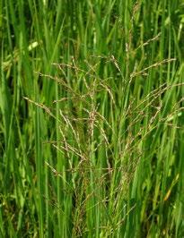 BLOOM COLOUR: Green CULTURE: Prefers fertile soil containing loam or clay loam in moist conditions. Virginia Wild Rye is a cool season native grass.