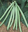 Bush plants bear heavy crops of slender, dark green, 6-inch pods which retain their flavor whether fresh, cooked, or frozen.