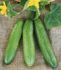 Cukes are medium-green, slightly ribbed, firm, and glossy. A Middle Eastern type that will yield well through the summer. Veseys were collected at 11 sites.