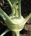 Trial 13. Kohlrabi Superschmelz 60 days. Produces giant, 8 10-inch bulbs that taste sweet and tender. Best quality is obtained when sown in summer and harvested in fall. Winner 50 days.