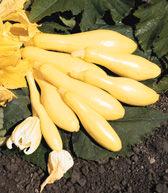 Trial 24. Squash, Summer Straightneck Multipik Sunray 50 days. A precocious yellow gene causes increased production of female flowers which increases the yield.