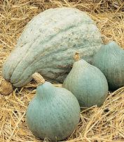 Trial 27. Squash, Winter Hubbard Blue Ballet Blue Magic 95 days. Smooth-skinned, blue-gray fruits average 4 6 pounds, with sweeter, bright orange, fiberless flesh. Stores well.
