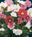 Chapter 4 Flower Trial Reports Trial 29. Cosmos Sonata Mix Versailles Mix Harris Large graceful blooms in bright shades of red, white, carmine, pink and rose.