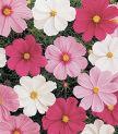 Makes an excellent bedding plant and cut flower. Mixture of white, blush pink, carmine, and pink with a deep pink eye. Strong stems. Developed for cutting. Harris were collected at 7 sites.