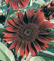 Trial 34. Sunflower, Red Moulin Rouge Velvet Queen One of the darkest red sunflowers, this hybrid produces pollenless blooms on 6-foot plants. Plants will branch with attractive dark stems.