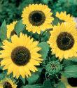 Trial 37. Sunflower, Yellow Ikarus Valentine Abundant 4 6-inch flowers adorn 30-inch basal branching stems. Petals are slightly darker than Valentine. High yields, strong stems. Height is 48 inches.