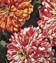 Trial 38. Zinnia, Bicolor Candy Cane Mix Peppermint Stick Mix Burpee A bright mix of double-flowered pinks, reds and golds, streaked with white and bronze.