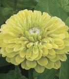 Trial 39. Zinnia, Green Benary s Giant Lime Envy Popular lemon-lime shade of the Benary s Giant series, which is outstanding for cut flowers.