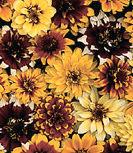 Trial 40. Zinnia, Mexican Aztec Sunset Persian Carpet Park New in 2008. Compact, 6 10 inch plants are covered with blooms of sunny shades of yellow, gold, orange and brown. Lots of bicolors, too.