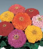 Trial 42. Zinnia, Tall Benary s Giant Mix State Fair Mix Large, 3 4-inch blooms come in an array of bright colors, including dark red, pink, rose, gold, orange, white, coral, and lavender.