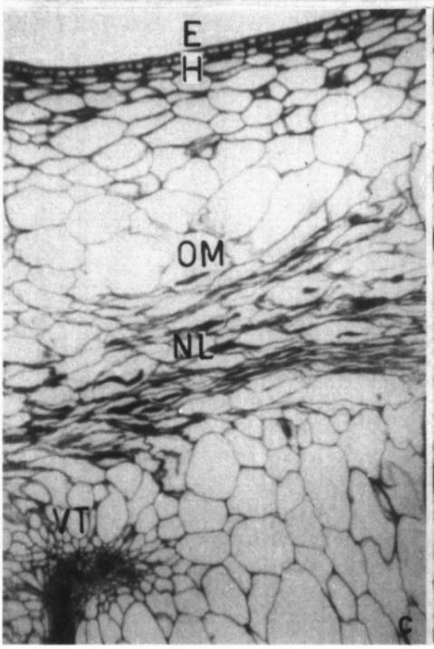 skin 10 layers of parenchyma cells in mesocarp collapsed