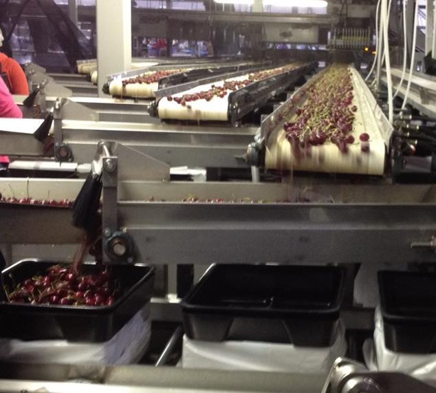 Box filling and pitting Fruit