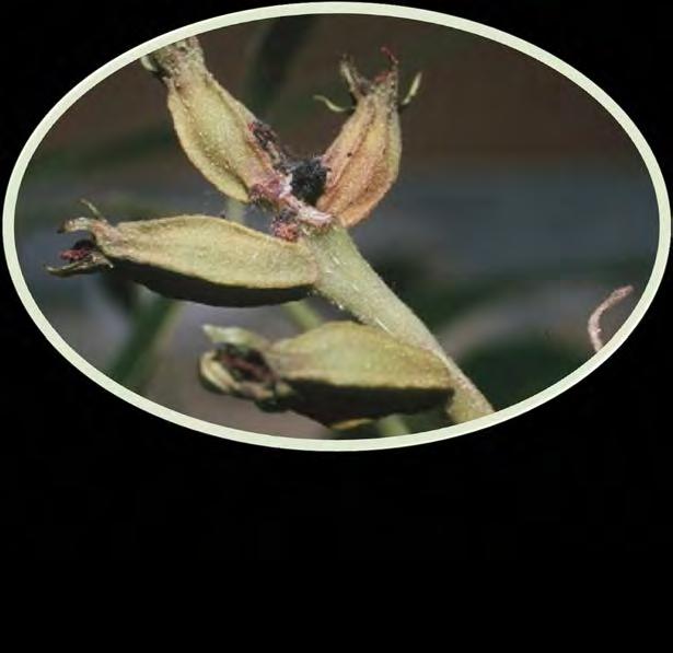 Pecan Nut Casebearer Damage PNC (Acrobasis nuxvorella) most damaging insect pest of Texas pecans and found in almost all the pecan growing areas of Texas Can