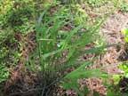 Panicum virgatum Switchgrass, prairie switchgrass, tall panic grass, water panicum, wild redtop, thatchgrass Larval and