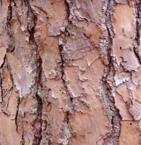 Tree List: Pinus elliottii Slash Pine A haven for Migratory Birds Zanthoxylum fagara