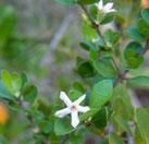 Larval host plant for the caterpillars of the Florida white butterfly (Appias Drusilla) Fragrant at night, the