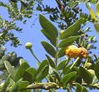 Zanthoxylum clava-herculis Toothache tree, Hercules Club, Sea-ash, Southern Prickly-ash, Pepper bark, Tickletounge.