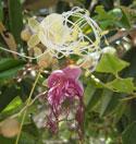 Randia aculeata white indigo berry Medium to large shrub Larval host plant for tantalus sphinx (Aellopus tantalus)