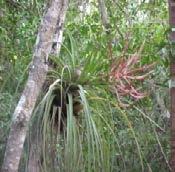 Endangered Nashia inaguensis Moujean Tea - Bahama Berry