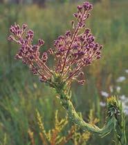 odorata Camphorweed Blooms: late