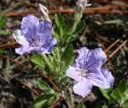 Dyschoriste oblongifolia Twinflower, as the name implies, has paired lavender flowers that occur throughout the
