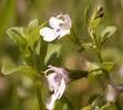 Rondeletia odorata Fragrant Panama rose Blooms: Summer-Fall Originally from Cuba Teucrium canadense Germander,