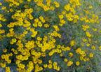 chapmanii Chapman s Goldenrod Polymnia uvedalia Large-flowered buttercup,