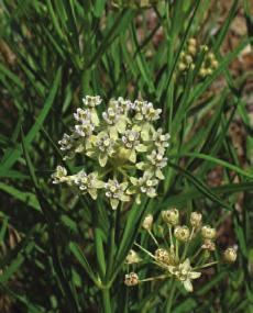 NATIVE MILKWEEDS OF OKLAHOMA 5 Horsetail milkweed