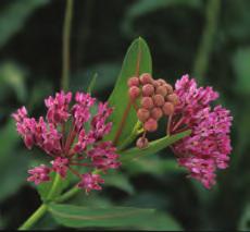 where 1 Panhandle Butterfly milkweed Asclepias