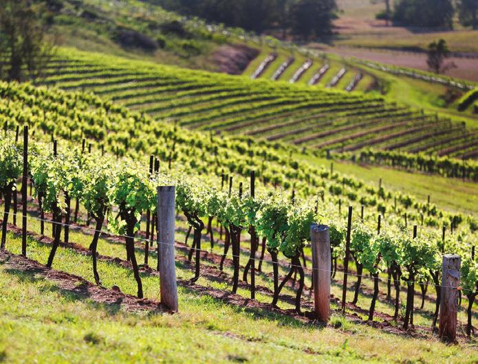 Ranging from 400 to more than 500 mm in just two months, the rain represents Hunter Valley s biggest viticultural hazard though, paradoxically enough, the inverse winter drought phenomenon can also