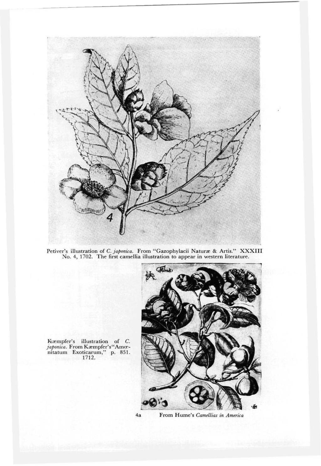 Pebver's illustration of C.japoni&a. From "Gazophylacii Natura=: & Artis!' XXXIII ~o. 4, t 702.