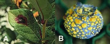 Figure 4. (A) Foliar symptoms of anthracnose and (B) copious amounts of spores.