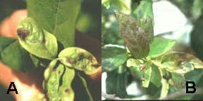 of Plant Pathology, Michigan State University, East Lansing, MI P homopsis twig blight infections are a common sight now in Michigan blueberries. Jersey is especially susceptible.