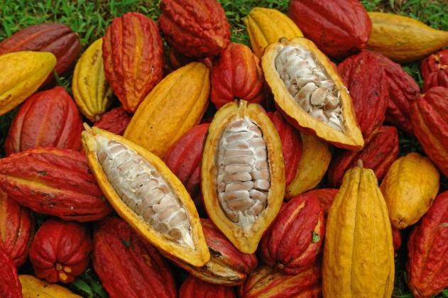 CACAO - Evidence of cacao residues dating to 1800-1500 BCE at Olmec sites - Olmec (and