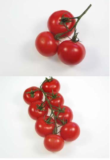 tomatoes of Sida